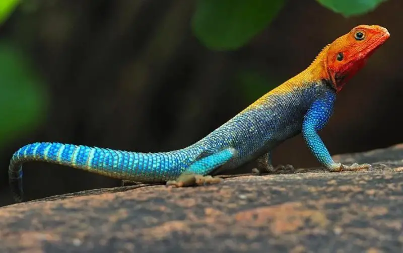 Lizards in Florida