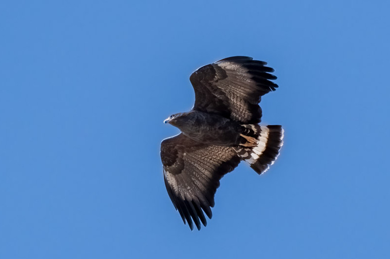Black Birds with White Stripes on Wings