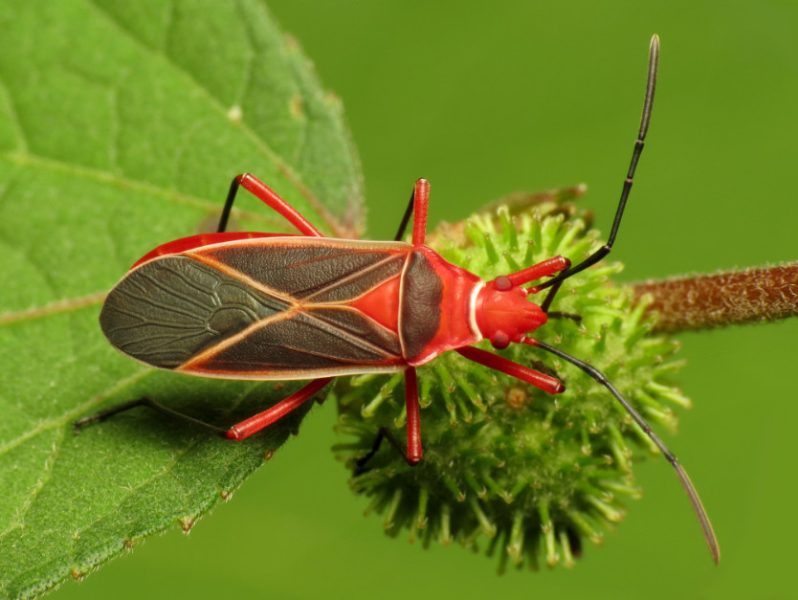 Black and Orange Bugs