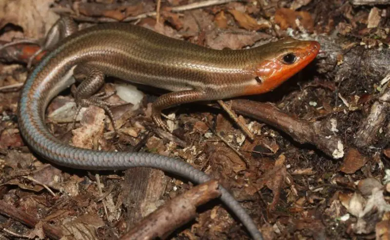 Lizards in South Carolina
