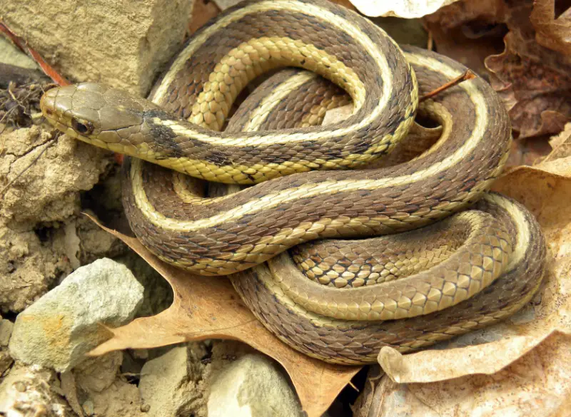 common-garter-snake-800x585-1 Types of Snakes in Oklahoma
