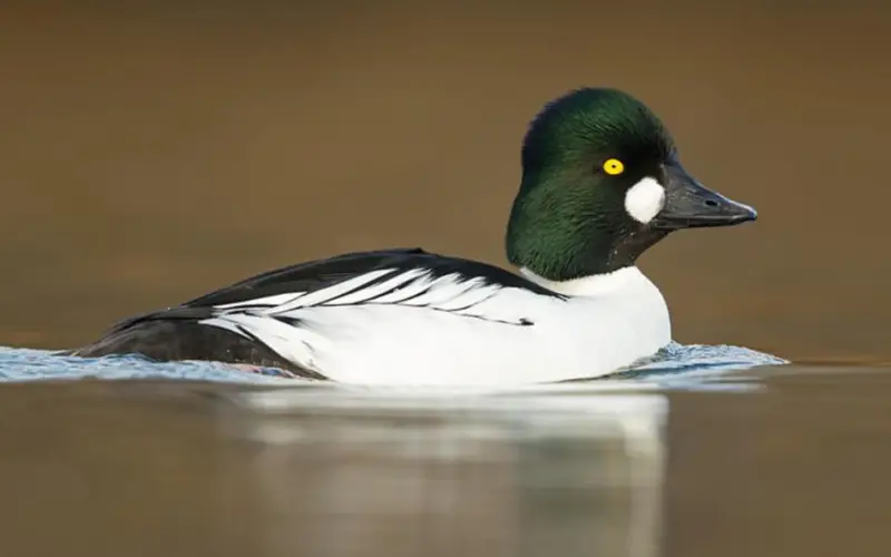 Black and White Birds in Colorado