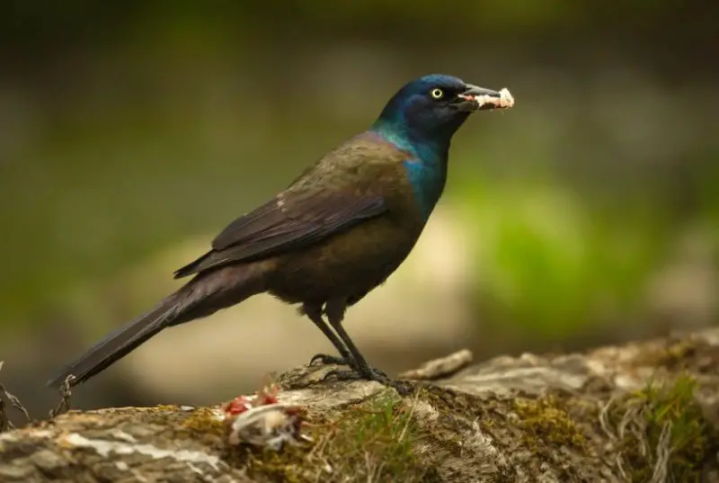 common-grackle-800x537-1-2 Common Birds in Georgia