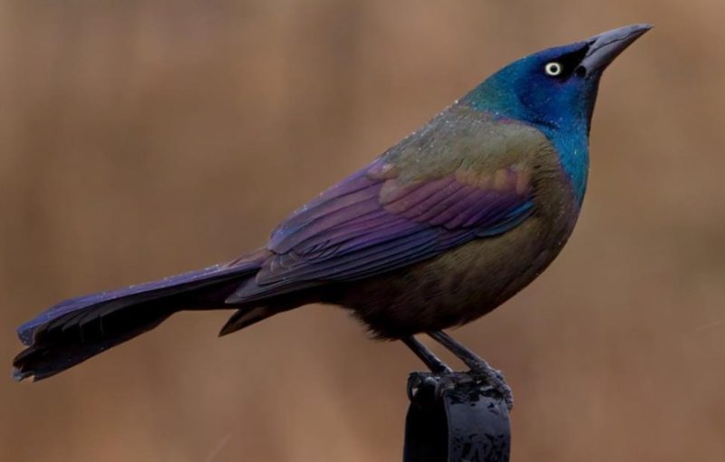 Backyard Birds in Indiana
