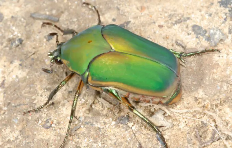 common-green-june-beetle-800x512-1 Small Green Bug