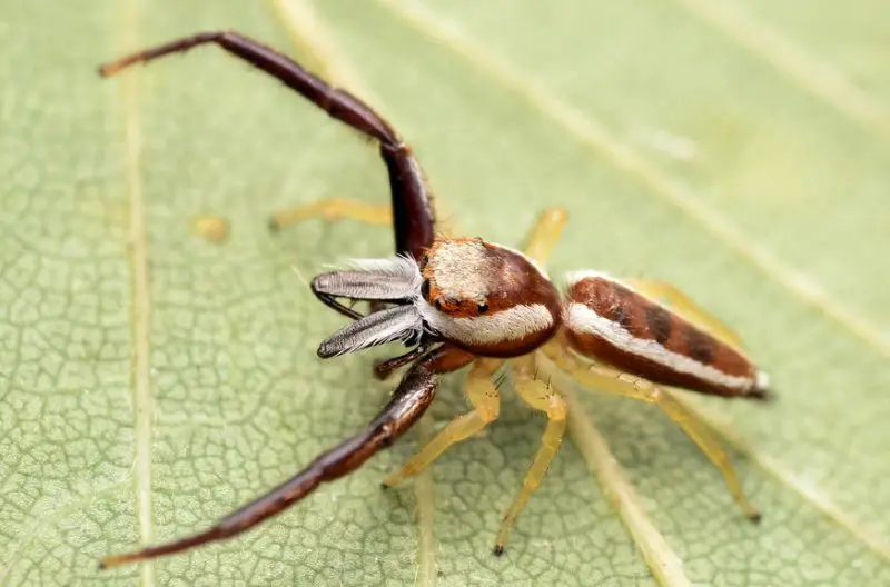 Texas Spiders
