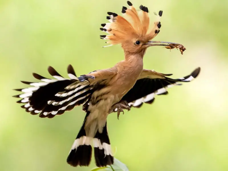 Black Birds with White Stripes on Wings