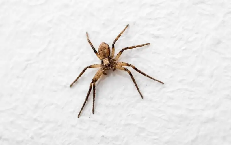 common-house-spider-1 Spiders in Arkansas