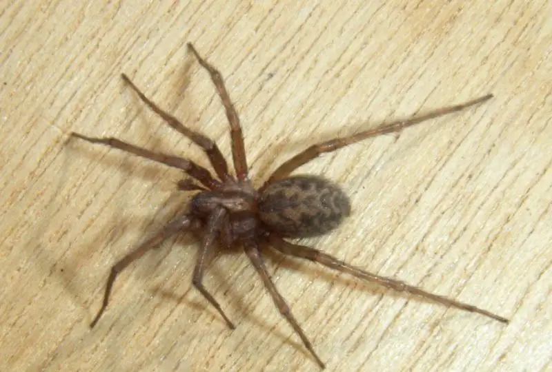 Spiders in California