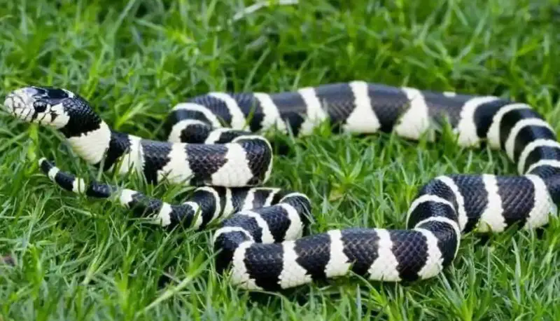White Snakes With Black Stripes