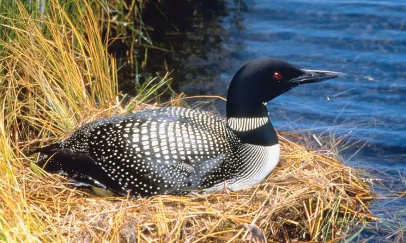 Black and White Birds in Colorado