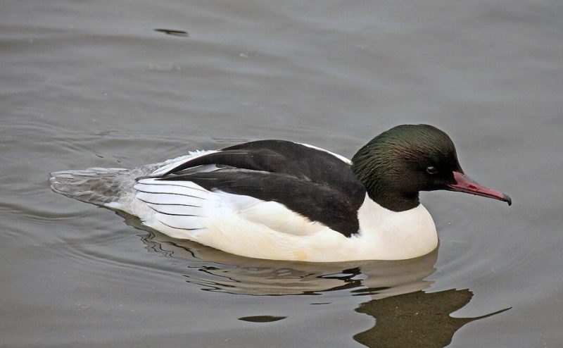 common-merganser-800x494-1 Black and White Duck Breeds