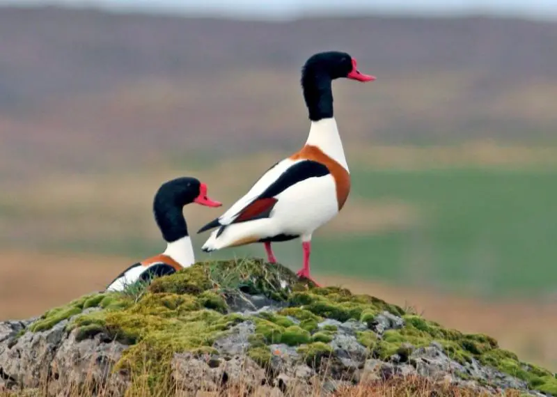 common-shelduck-800x570-1 Black and White Duck Breeds