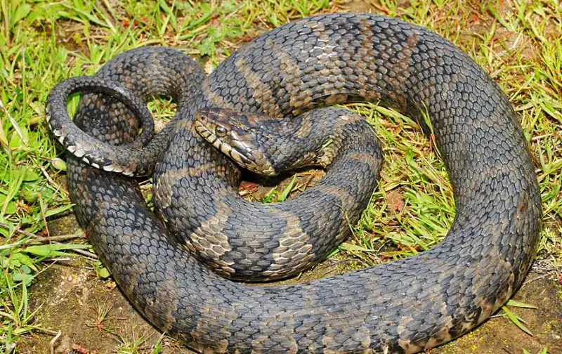 common-watersnake-800x504-1 Types of Snakes in Oklahoma