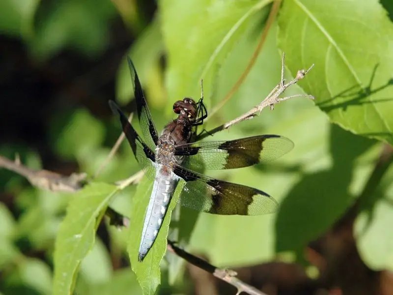 Dragonflies in Massachusetts