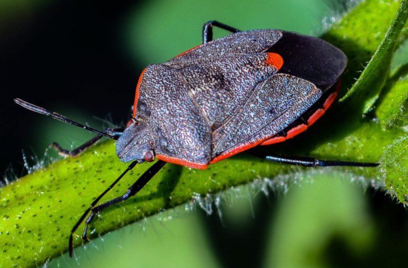 Black and Orange Bugs