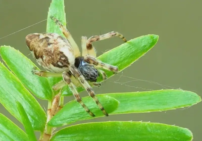Spiders in California