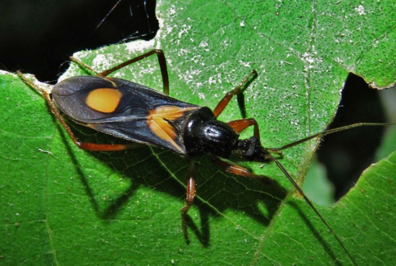 Black and Orange Bugs
