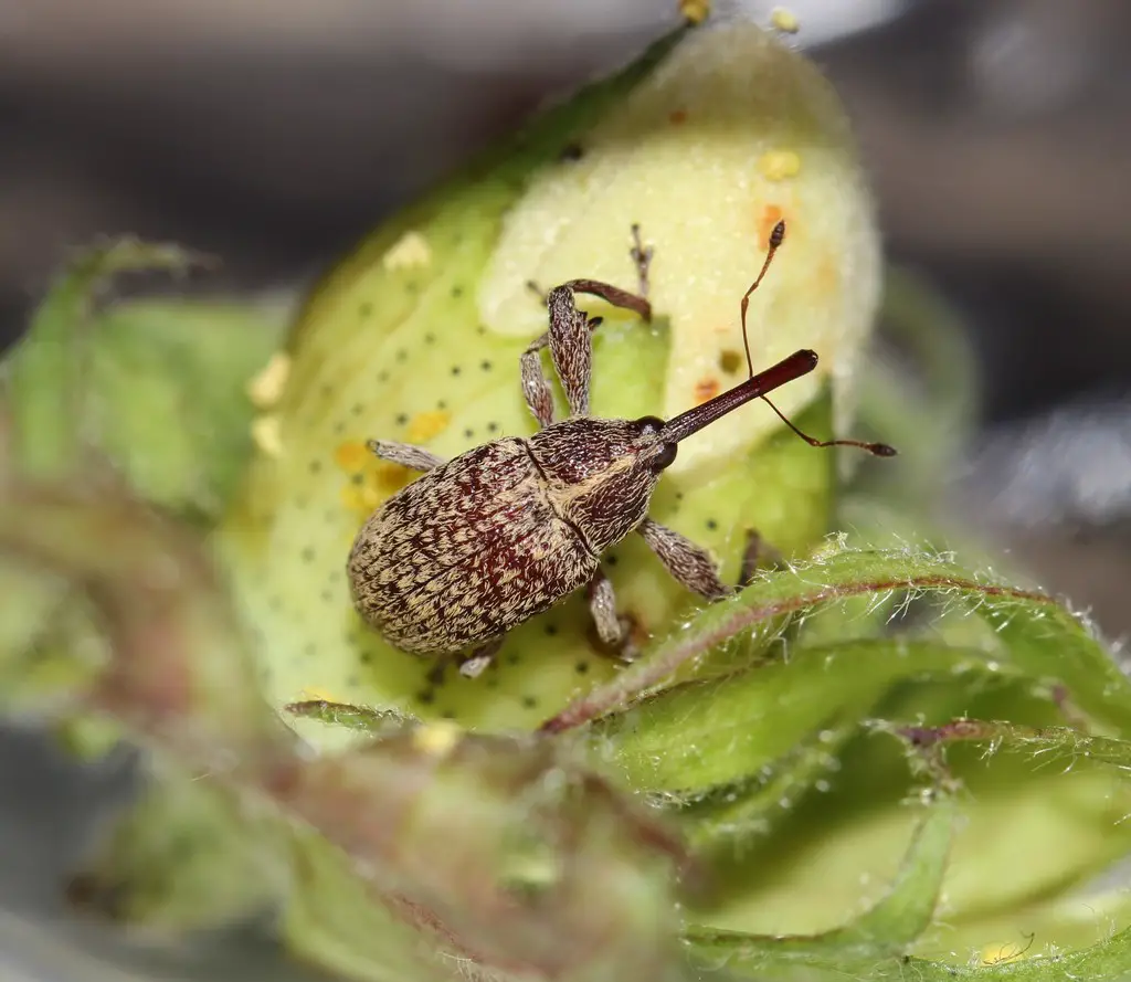 Types of Beetle Insects