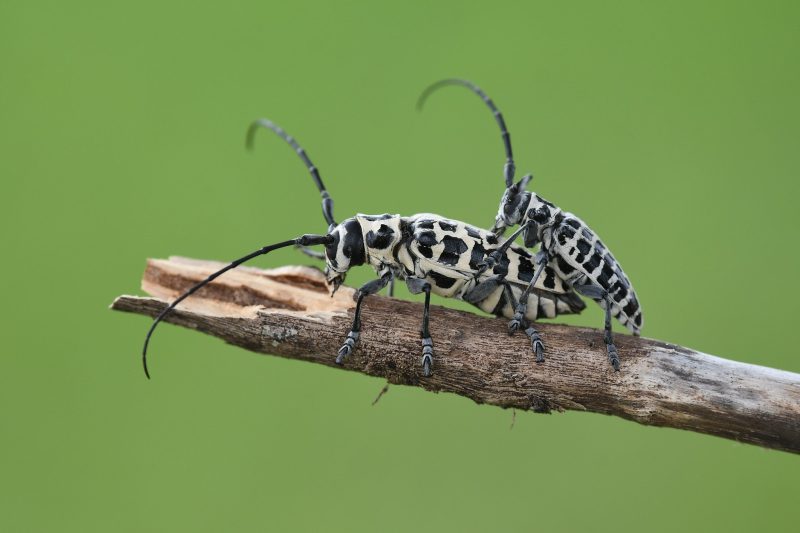 Types of Beetle Insects