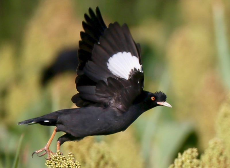 Black Birds with White Stripes on Wings