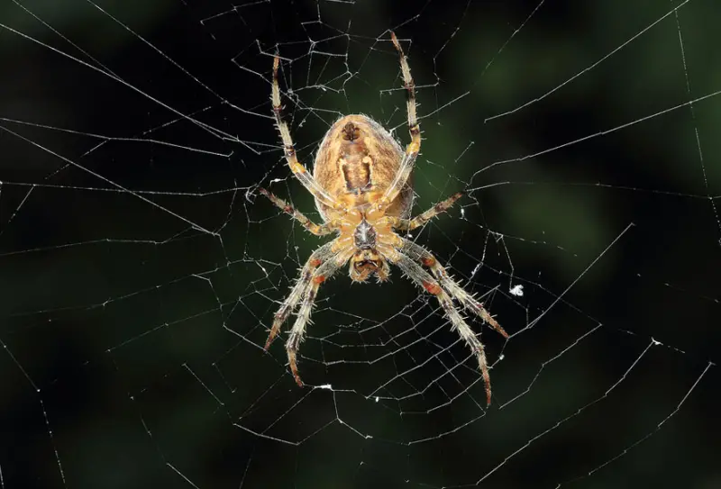 cross-orbweaver-800x543-1 Brown Spiders in Texas