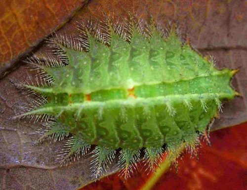 20 Types of Arizona Caterpillars (With Pictures)