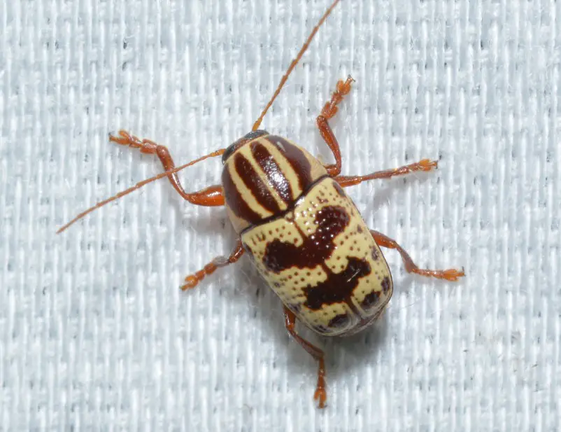 Yellow Beetles with Black Spots
