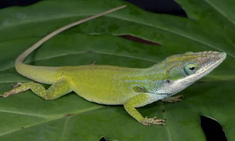 Green Lizards in Florida
