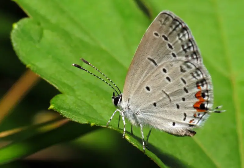 Michigan Butterflies