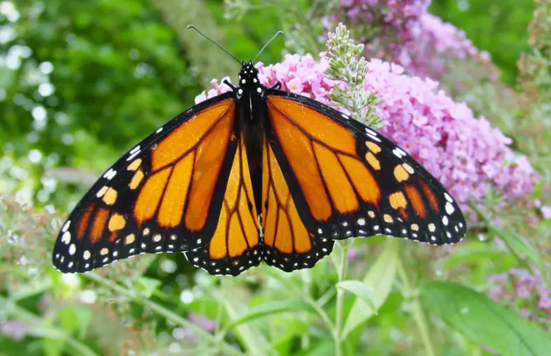 Michigan Butterflies