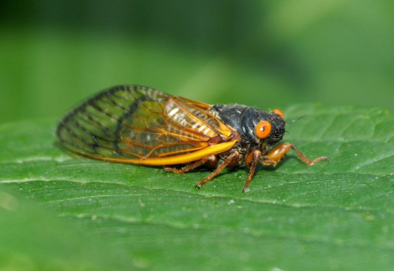 Black and Orange Bugs