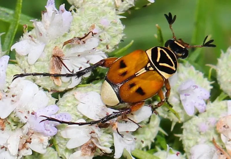 Yellow Beetles with Black Spots