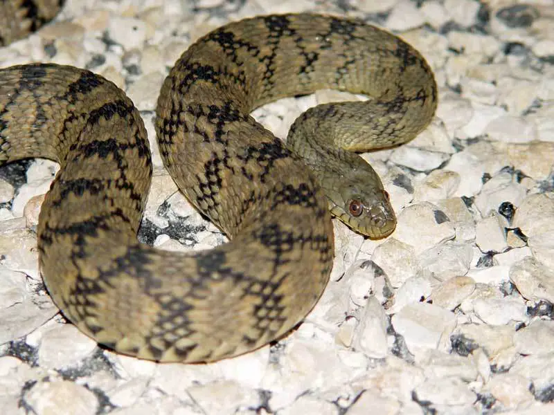 diamondback-watersnake-1 Types of Snakes in Oklahoma