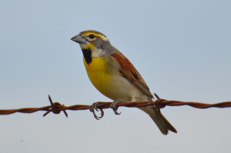 Cardinals in Florida