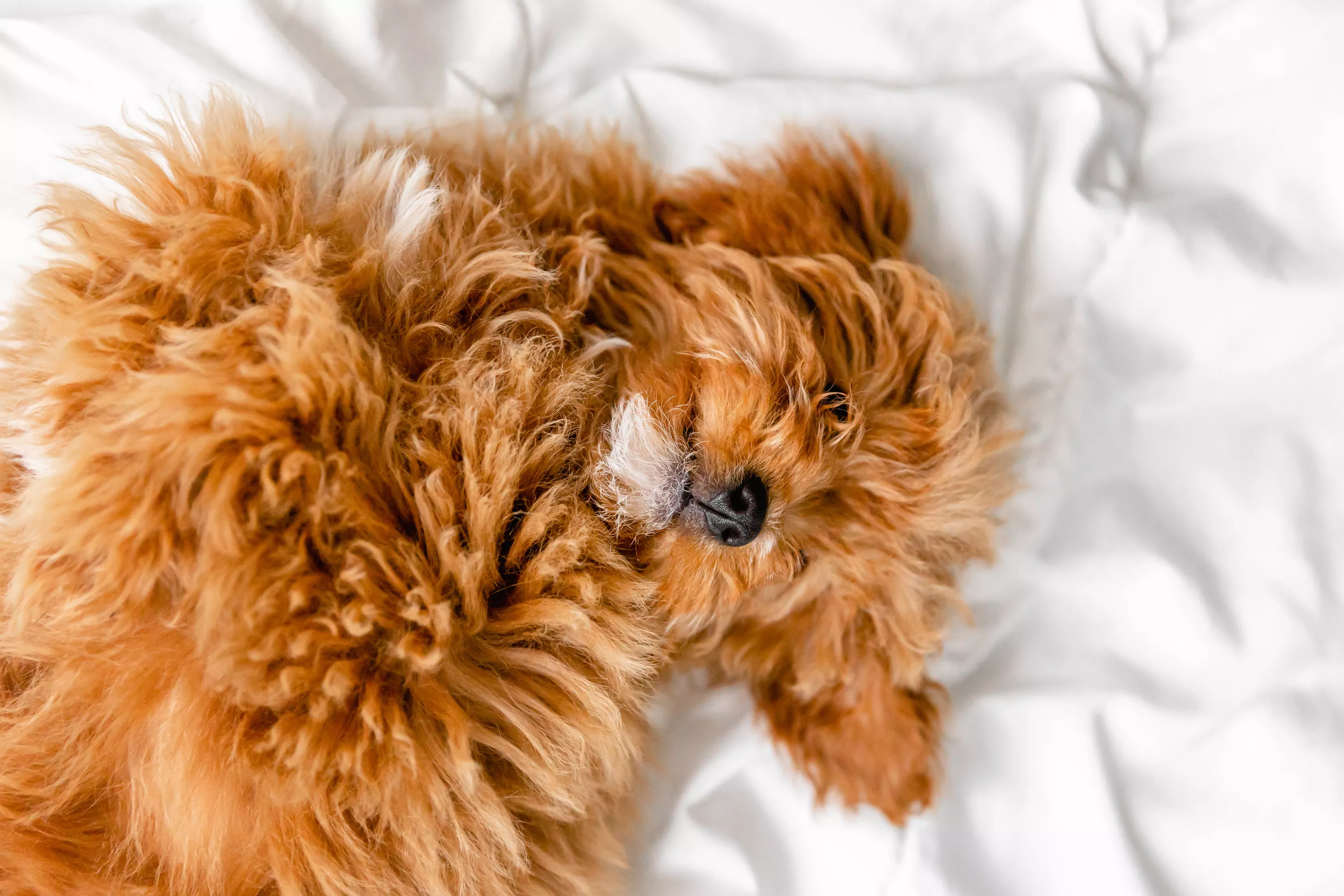 Light brown fluffy dog curled on bed while sleeping
