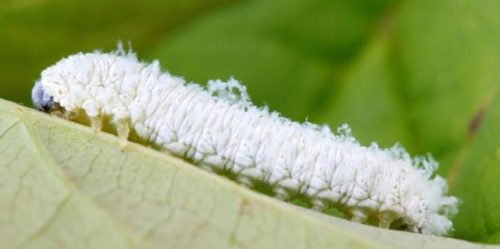20 Types of White Caterpillars (With Pictures)