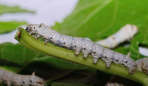 20 Types of White Caterpillars (With Pictures)