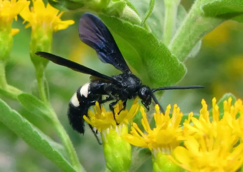double-banded-scoliid-wasp-800x565-1 black with white striped wasp