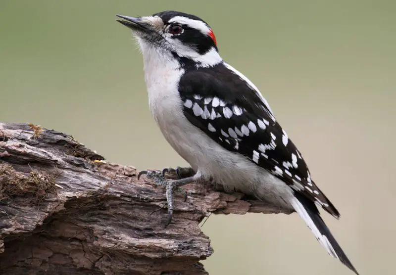 Black and White Birds in Colorado