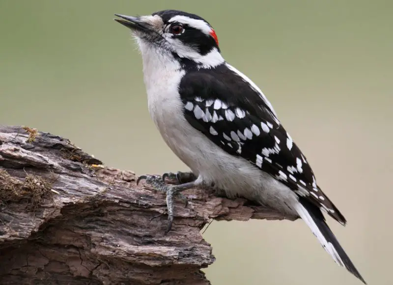 Types of Woodpeckers