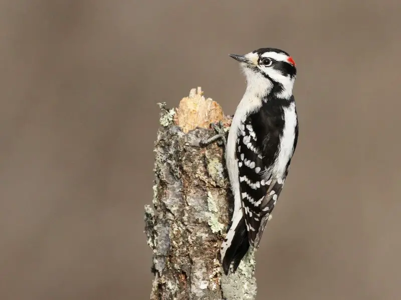 Woodpeckers in West Virginia
