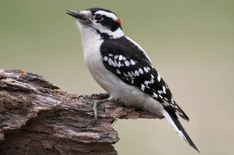 downy-woodpecker-picoides-pubescens-800x533-1 Common Birds in Georgia