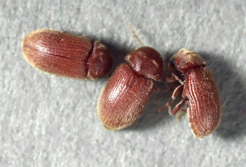 Types of Beetle Insects