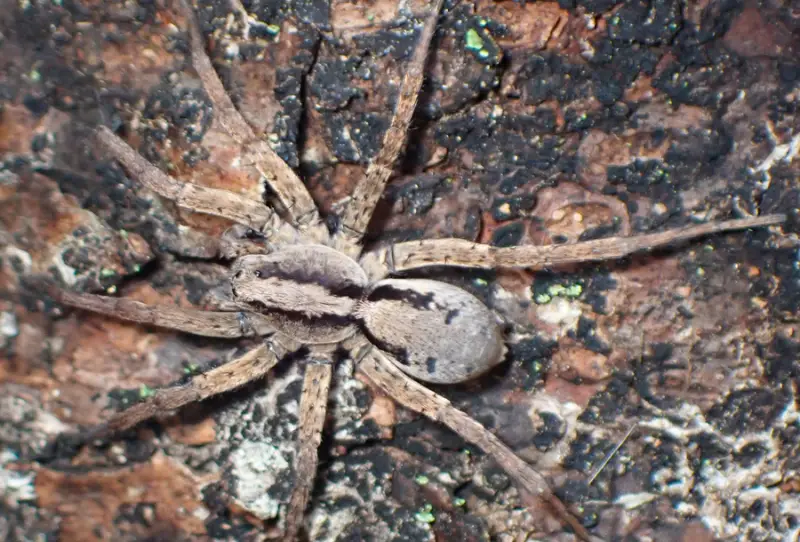 drumming-sword-wolf-spider-800x542-1 Brown Spiders in Texas