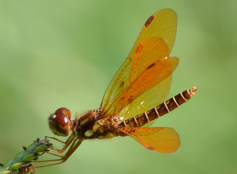 Dragonflies in Massachusetts