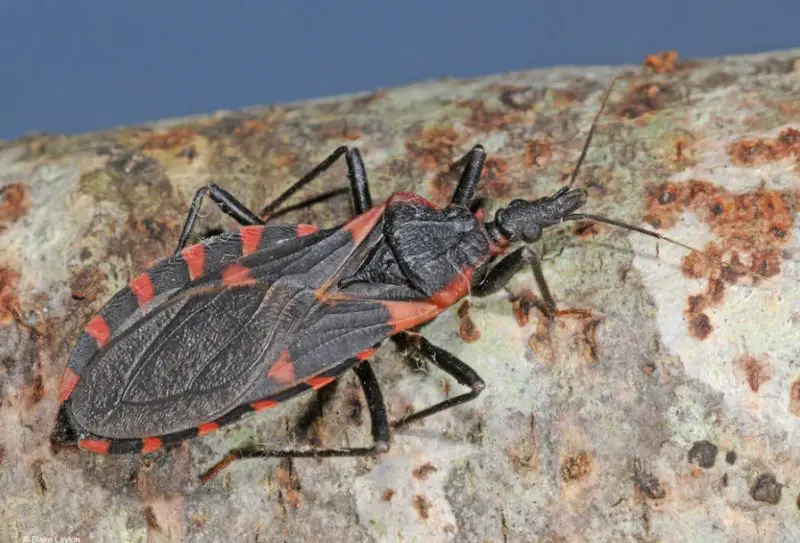 Black and Orange Bugs