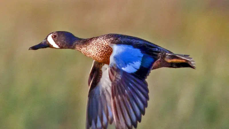 eastern-blue-winged-teal-800x450-1 Blue Birds in Michigan