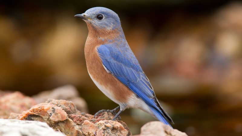 eastern-bluebird-sialia-sialis-800x450-1-4 Common Birds in Georgia