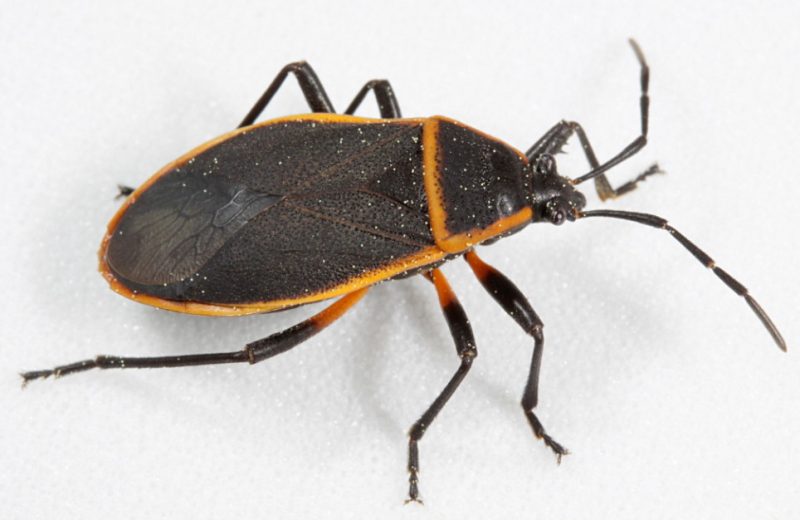 Black and Orange Bugs